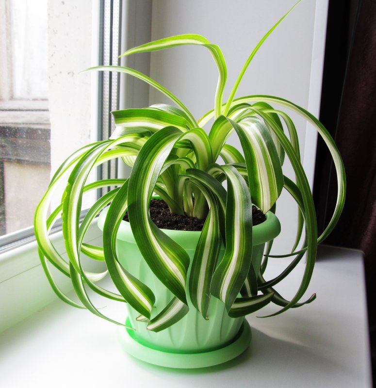 Хлорофитум хохлатый Chlorophytum comosum