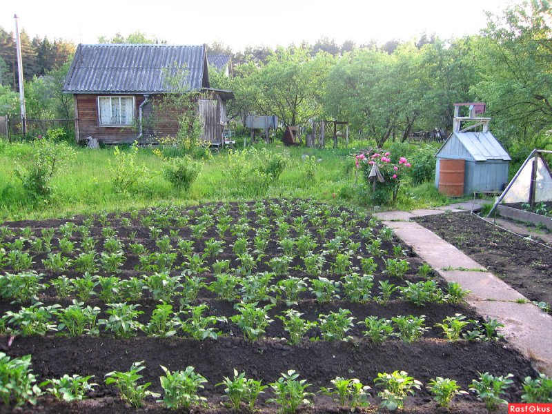 Домик в деревне с огородом