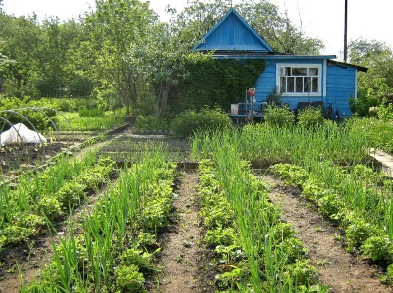 Деревенский огород