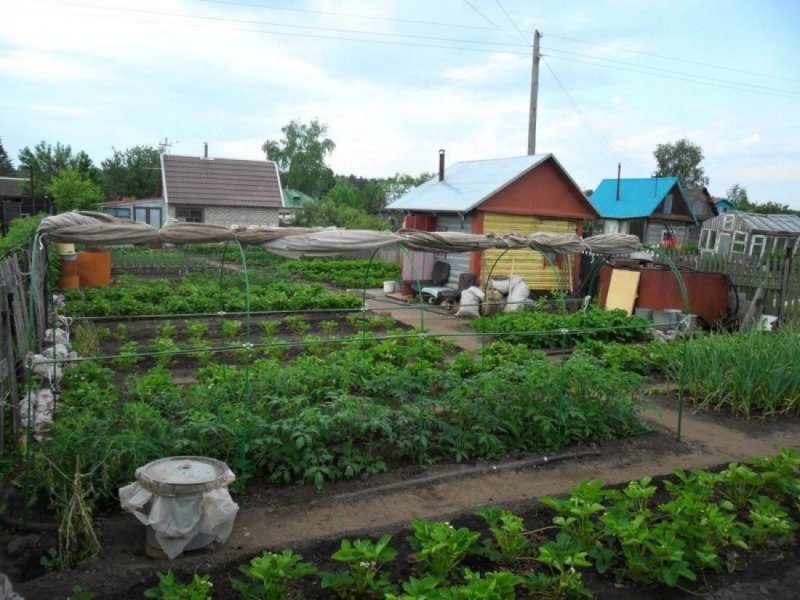 Огород в деревне