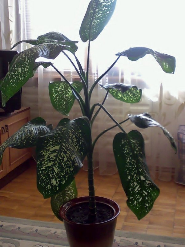 Комнатные цветы Диффенбахия