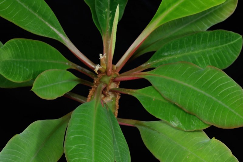 Молочай беложильчатый (Euphorbia leuconeura)