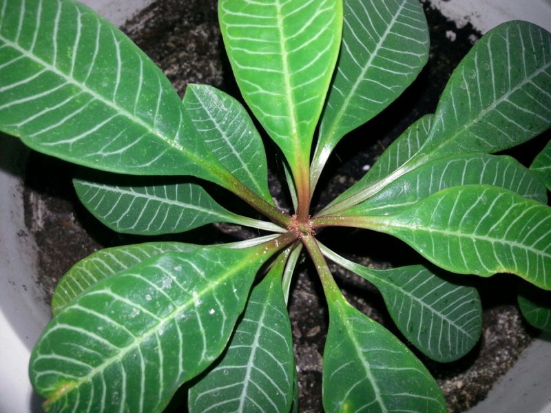 Диффенбахия Dieffenbachia пятнистая