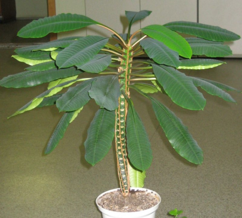 Молочай беложильчатый (Euphorbia leuconeura)