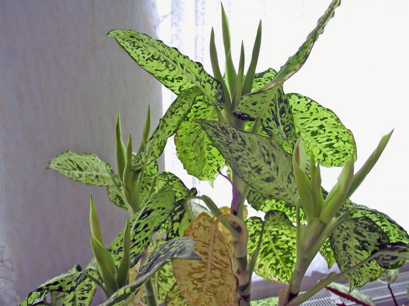 Молочай беложильчатый (Euphorbia leuconeura)