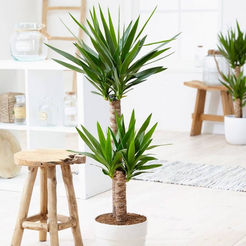 Yucca ELEPHANTIPES Юкка слоновая