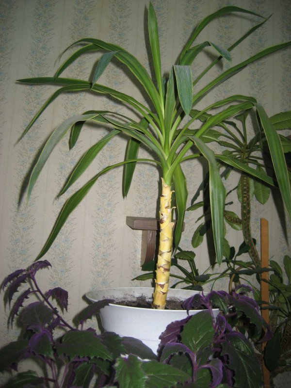 Юкка алоэлистная