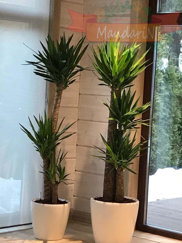 Пальма Yucca