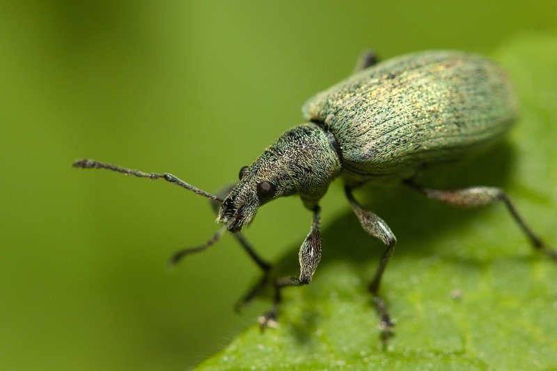 Sitophilus oryzae