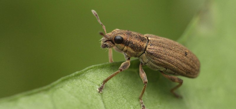 Серый долгоносик (Tanymecus palliates f.)
