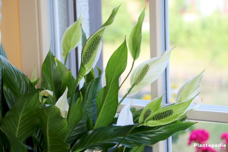 Спатифиллум (Peace Lily)