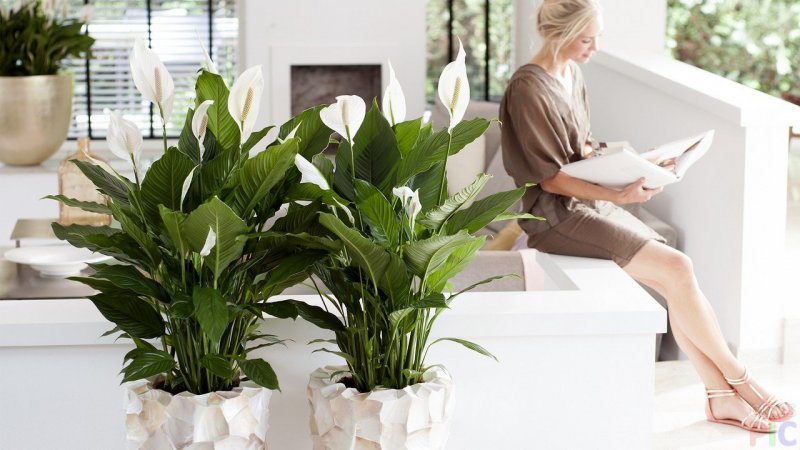 Spathiphyllum wallisii цветок