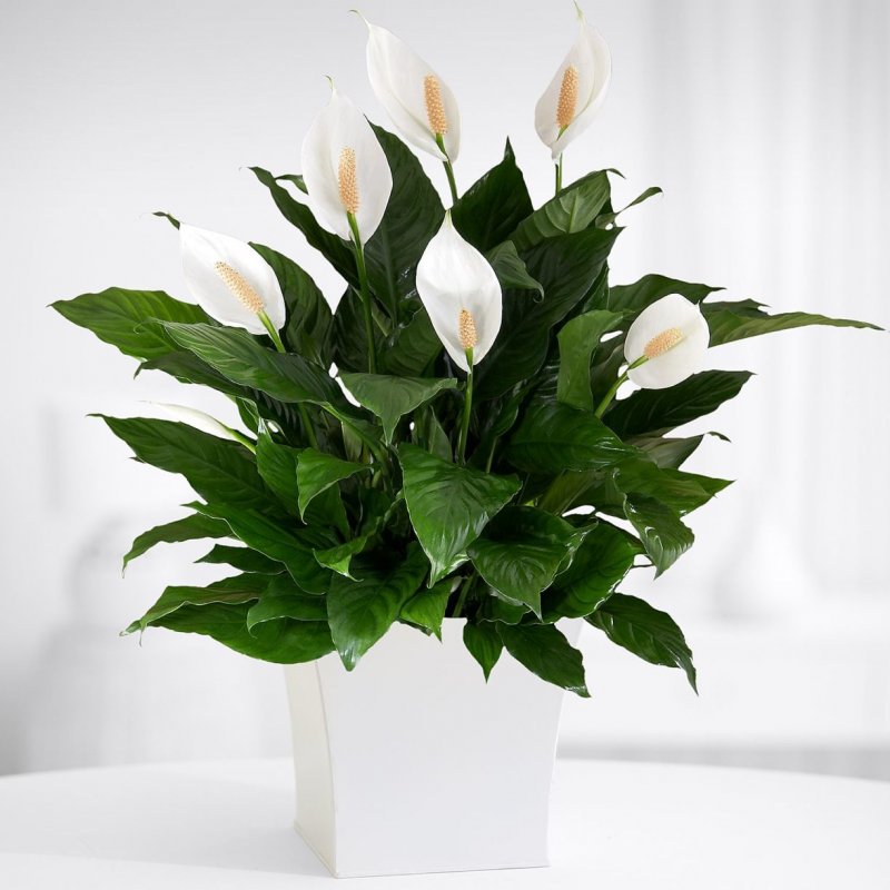 Спатифиллум (Peace Lily)