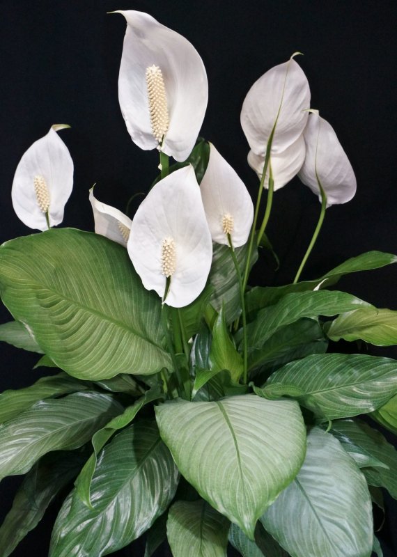 Спатифиллум (Peace Lily)