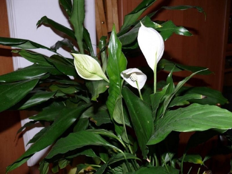 Спатифиллум (Peace Lily)