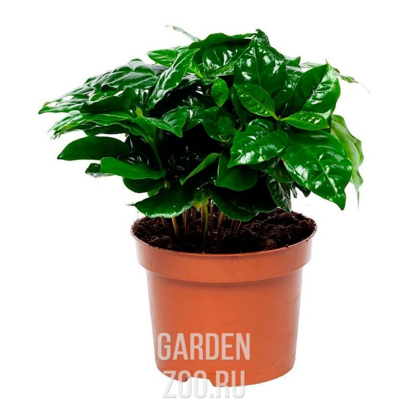 Coffea Arabica цветок