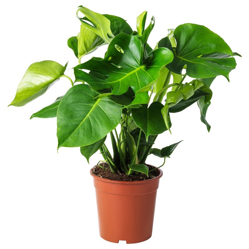 Монстера деликатесная (Monstera deliciosa)