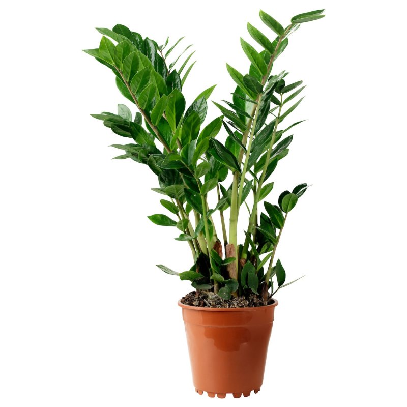 Замиокулькас Emerald Palm