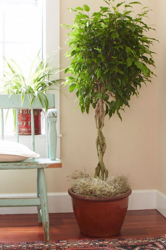 Фикус benjamina Tree