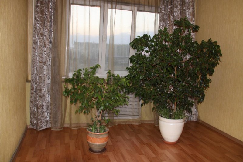 Фикус в комнате