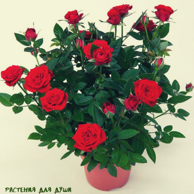 Роза кустовая горшечная