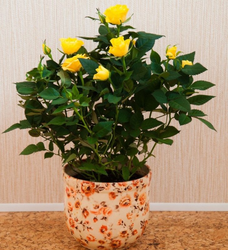 Роза Кордана желтая