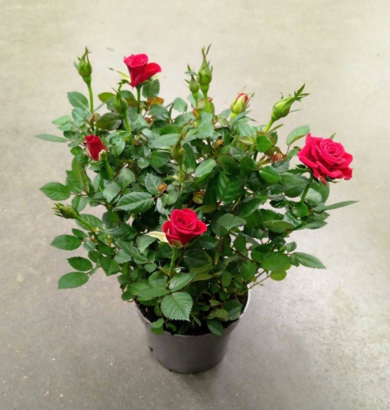 Роза Кордана (Rosa Kordana)