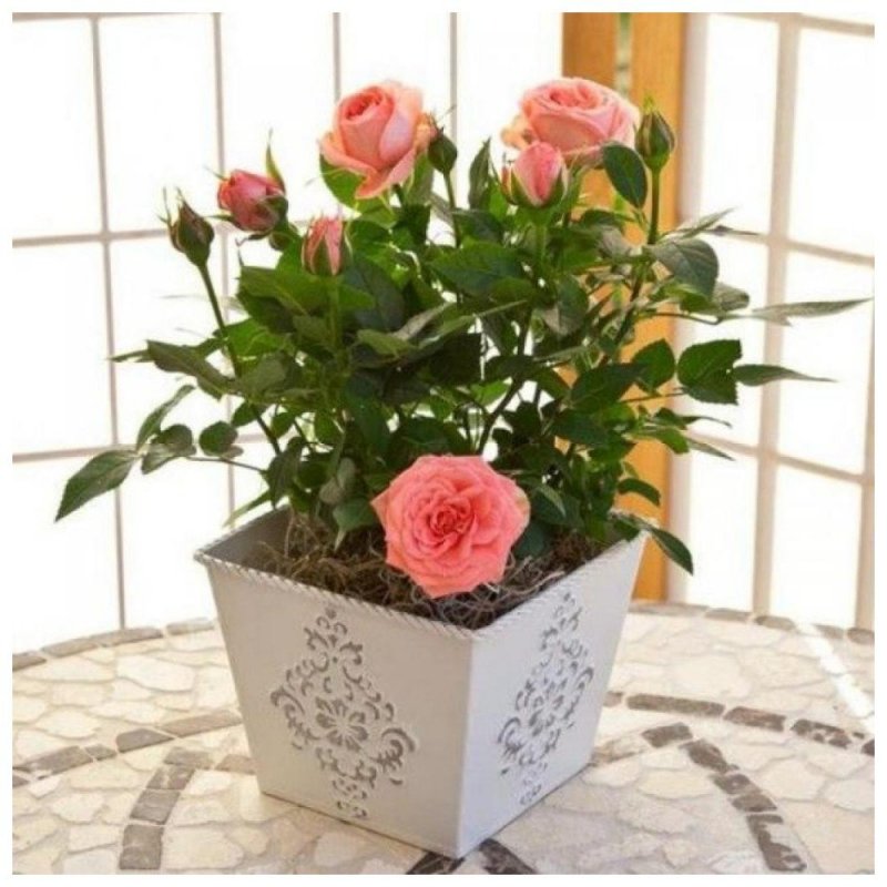 Роза Кордана коралловая