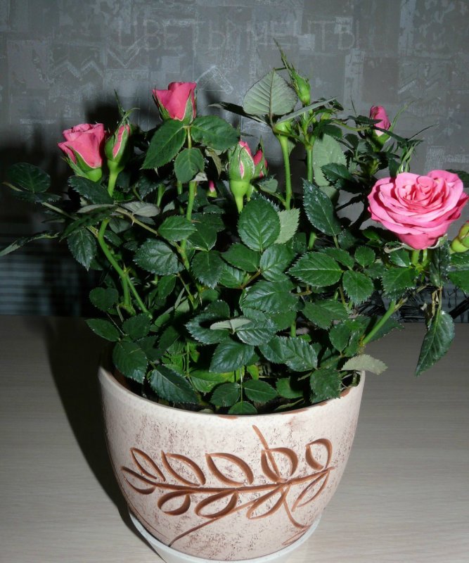 Роза Кордана сорт Лео