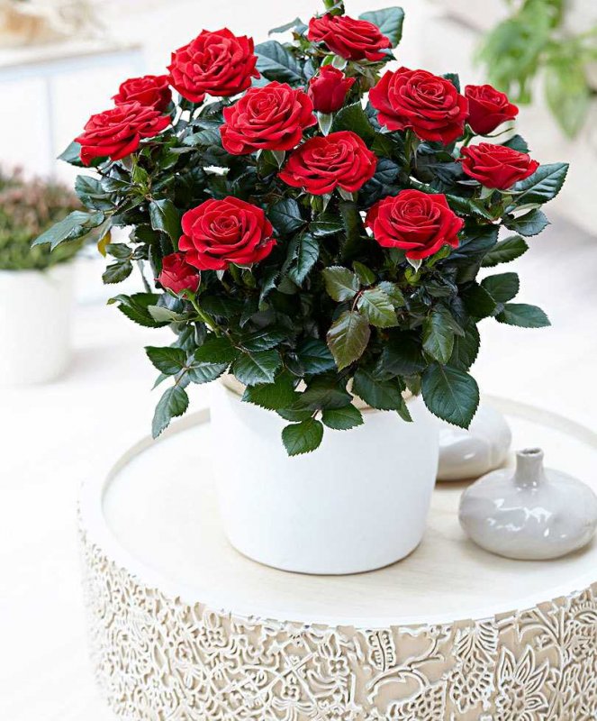 Rosa PATIOHIT Isabel