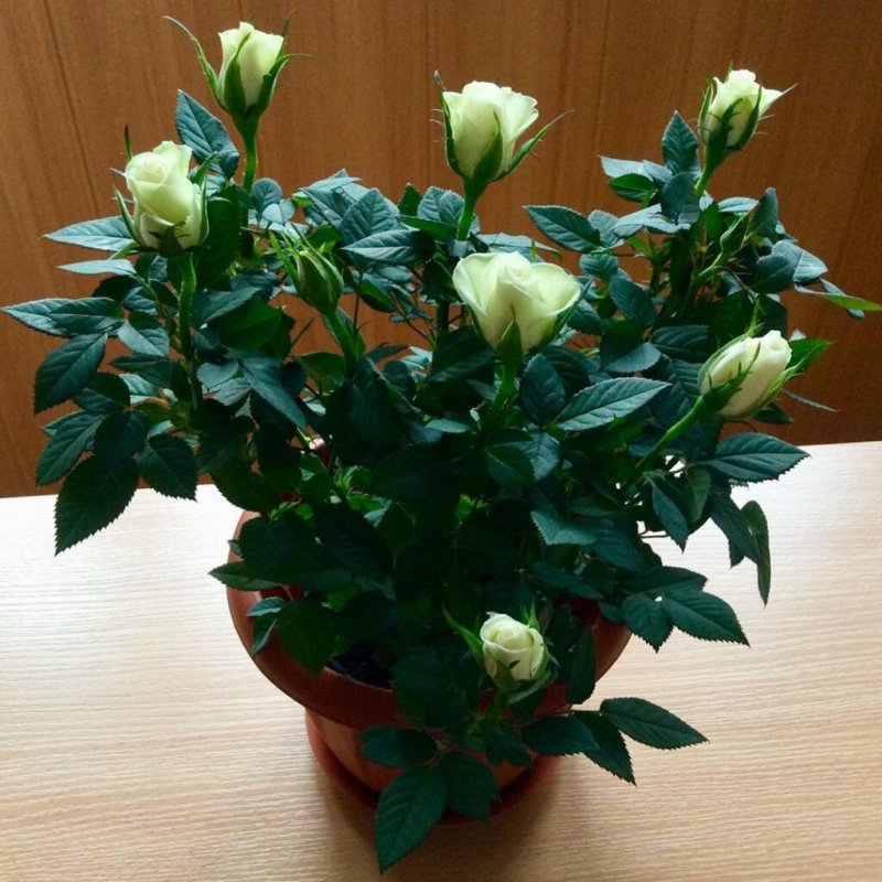 Комнатная роза Офелия