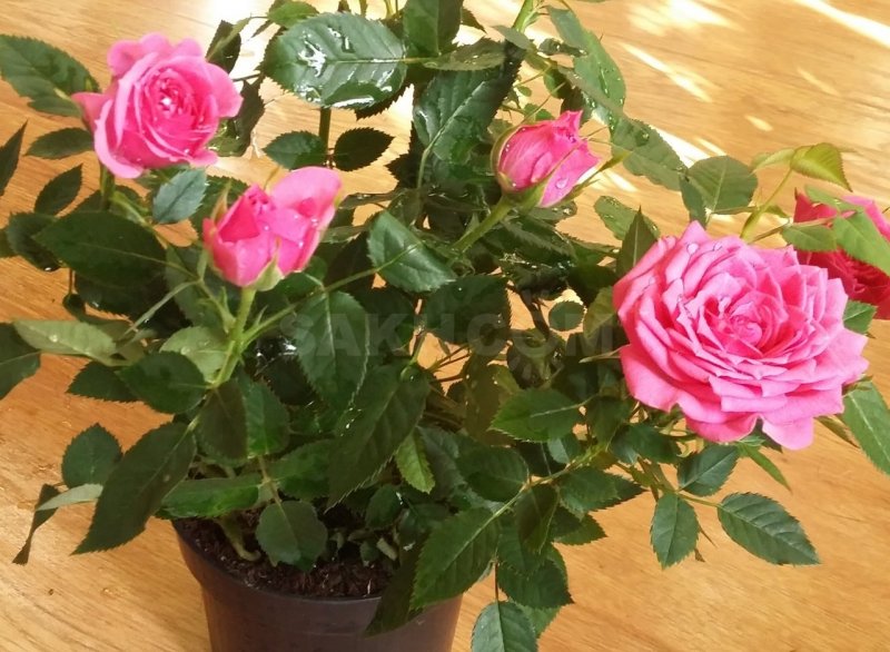 Rosa Kordana Mix