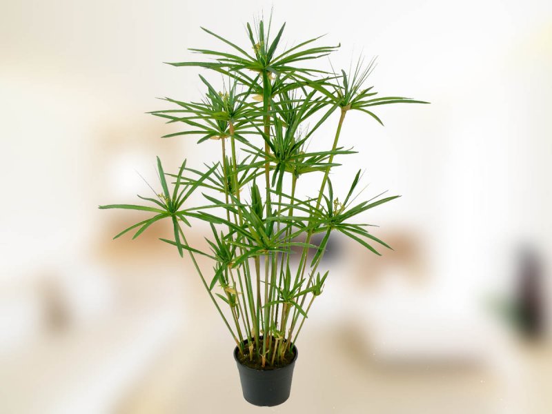 Циперус alternifolius