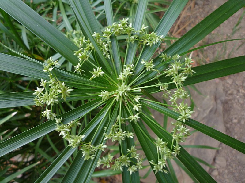 Циперус зонтичный (Cyperus alternifolius)