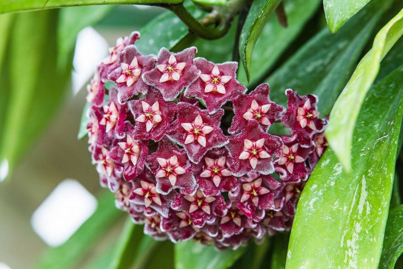 Хойя (Hoya)