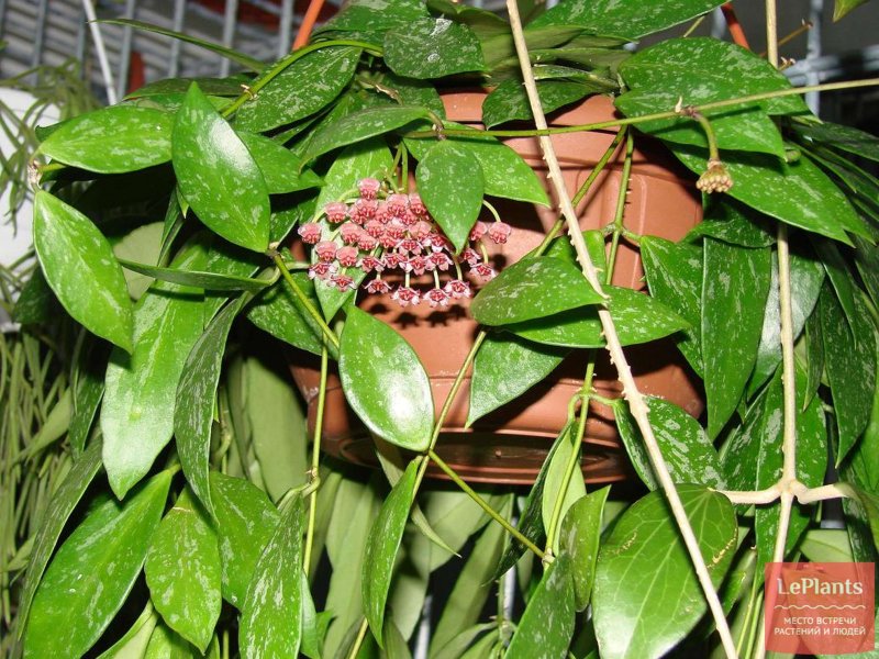 Хойя gracilis