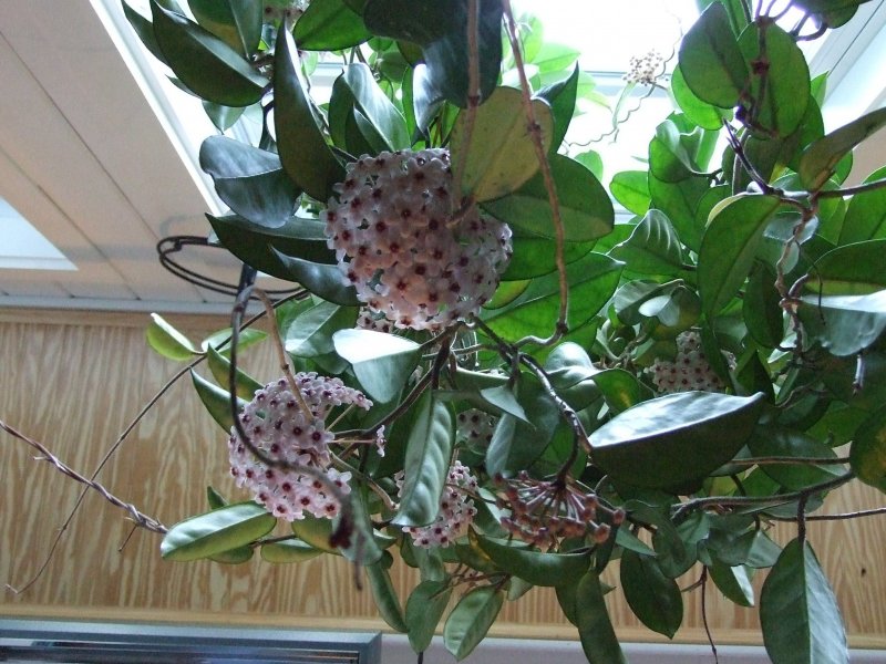 Плющ Хойя комнатный
