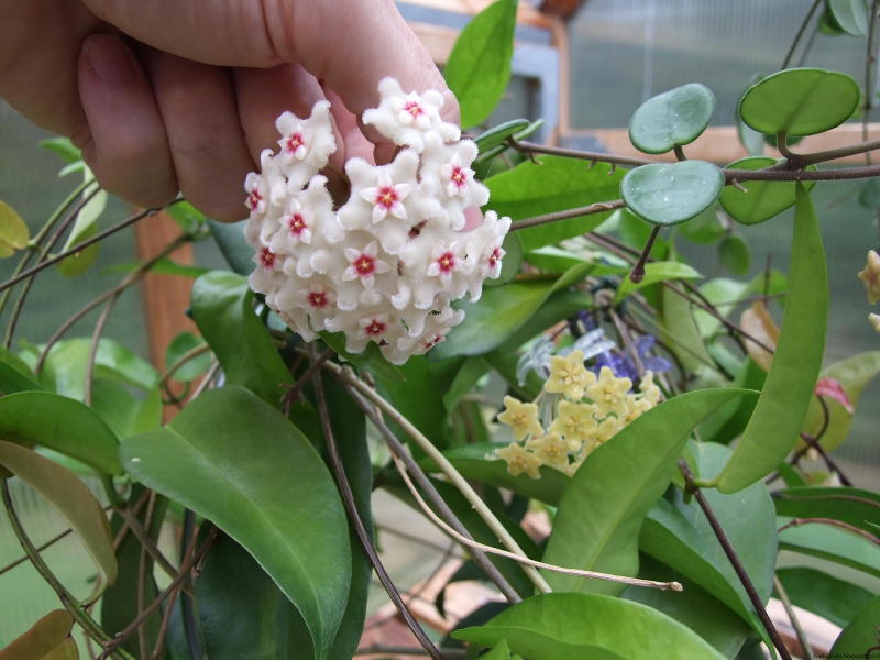 Hoya CV. Mathilde