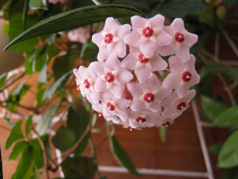 Лиана Хойя