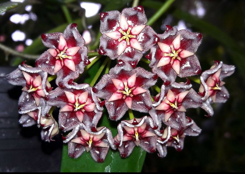Хойя (Hoya)