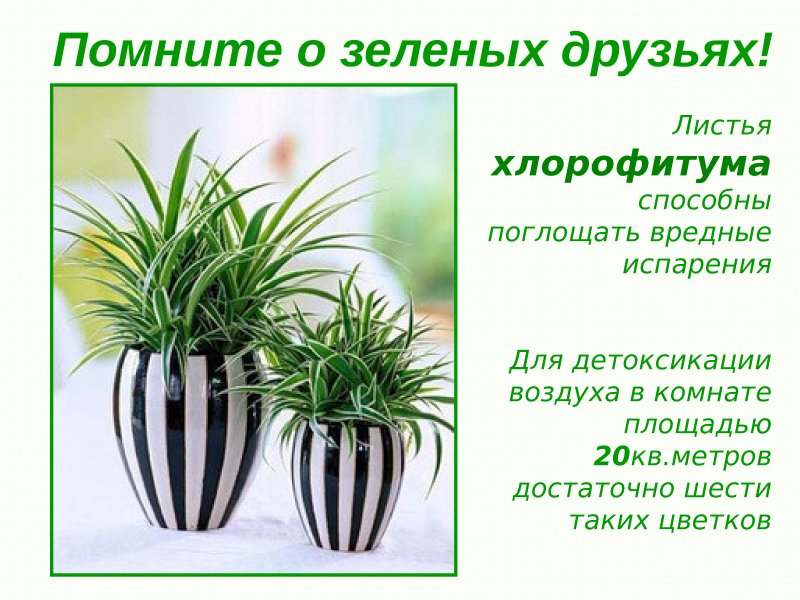 Комнатные цветы растущие в тени