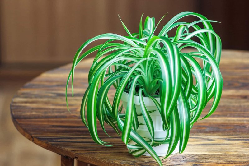 Хлорофитум хохлатый Chlorophytum comosum