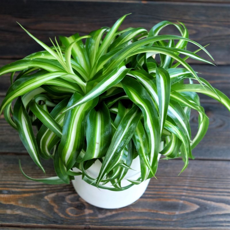 Хлорофитум хохлатый Chlorophytum comosum