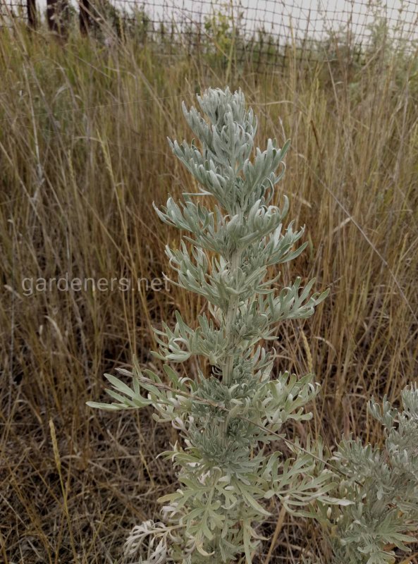 Полынь Каспийская Artemisia caspica
