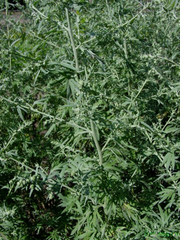 Wormwood — Полынь Artemisia absinthium. Семейство Compositae (сложноцветных).