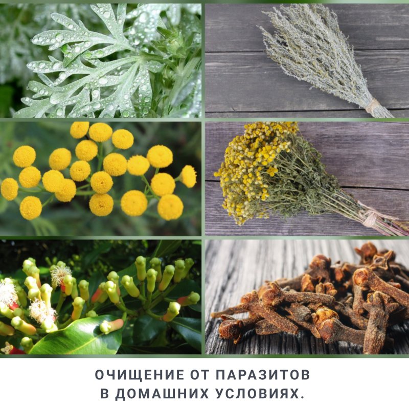 Пижма Полынь гвоздика антипаразитарка