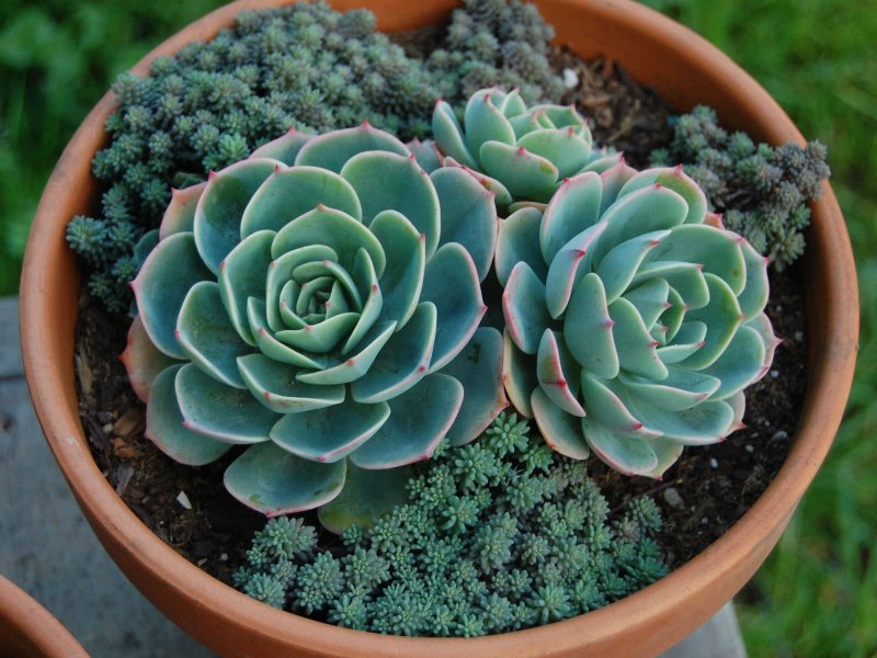 Суккулент эхеверия Echeveria