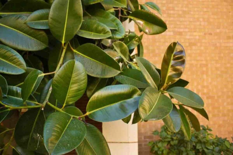Фикус elastica robusta
