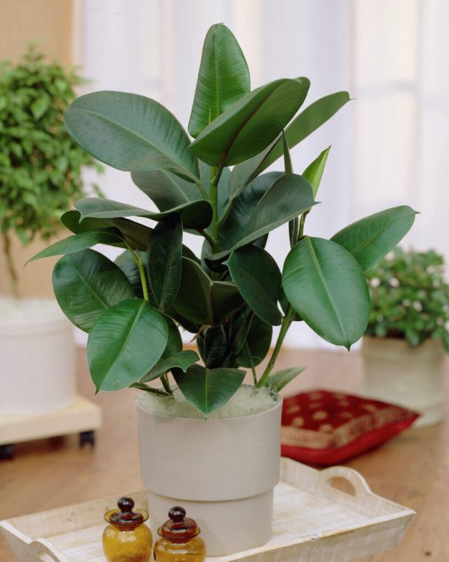 Фикус elastica robusta