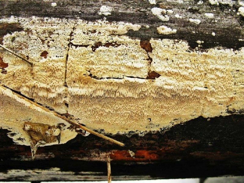 Serpula Lacrymans